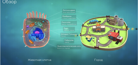Образование